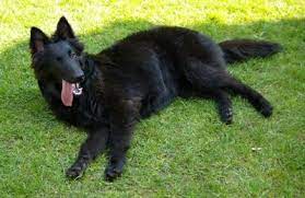 Belgium Shepherd Belgian Sheepdog Belgian Groenendael Chien De Berger Belge Groenendaeler Http Ajunke Belgian Shepherd Shepherd Dog Breeds Dog Breeds