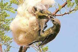 Image result for Gossypioides kirkii