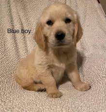 We have lots of recommendations. Akc Golden Retrievers Home Facebook