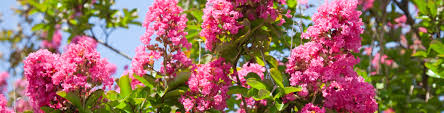Maybe you would like to learn more about one of these? Summer Flowering Trees Flower Power