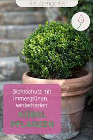 Immergrune Kubelpflanzen Pflanzen Kubelpflanzen Winterharte Pflanzen