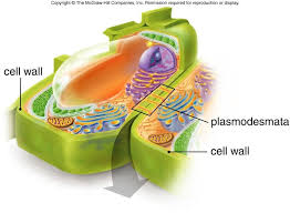 The plant cell is the basic structural and functional unit found in the members of the. Cells Need To Communicate Too Beginnerscientist