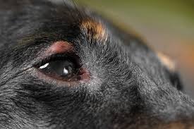 The different types of conjunctivitis include: Symptoms Of Conjunctivitis In Dogs Memphis Veterinary Specialists Emergency Cordova Oncology For Pets