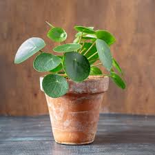 Few houseplants plants have caused such an uproar in recent times as much as pilea peperomioides, or the chinese money plant. Pilea Plant The Pass It On Friendship Plant Hearth And Vine
