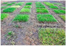 Image result for Urochloa platynota