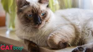 What every prospective owner needs to know. Ragdoll Cat Colors Cat Beep