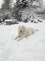 Pin Von Andrea Wolf Auf Cane Da Pastore Maremmano Abruzzese