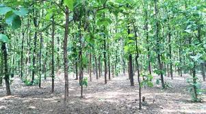 See more ideas about rubber tree plantation, rubber tree, rubber plantations. Outbreak Set To Stall Tree Plantation In Maharashtra Cities News The Indian Express