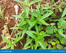 Image result for Oldenlandia