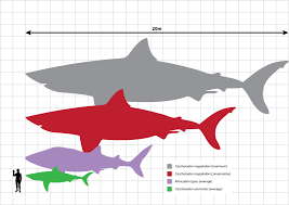 Megalodon Size How Big Was The Megalodon Shark Fossilera Com