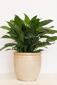 Pin On Houseplant Mania Time