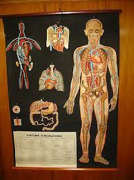 Homepage 3d modeled by physicians and anatomy experts. Italy Vallardi Human Body Circulatory System Anatomy Map Mappa Carte Karte Ebay