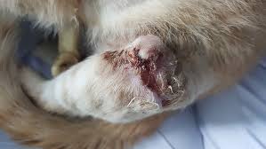 Check spelling or type a new query. Wounds In Dogs And Cats
