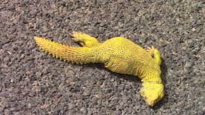 pin by قناة اغرب الاشياء on reptileset1animaux dinosaur stuffed animal lizard animals