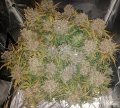 Bubblegum In The 70cmx70cm Mars Hydro Grow Tent Grow With Mars Ii 700 Using 290cfm Dry Weight Is 330 Grams Grow Tent Led Grow Grow Lights