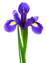 The Meaning Behind Popular Valentine S Day Flowers Blue Iris Flowers Iris Flowers Purple Iris
