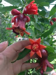The buds on your tree will burst open, making way for leaves, blossoms, baby fruit, and new shoots to emerge. Pin By Ashlee Fells On Gardening Fruit Garden Fruit Plants Edible Garden