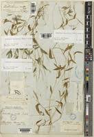 Image result for Arthraxon