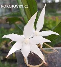 Image result for Aerangis kirkii