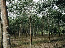 English never follows the one letter — one sound rule. Pokok Getah In English