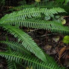 Image result for Blechnaceae