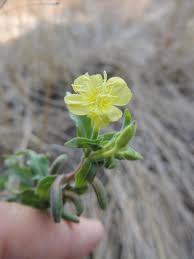 Image result for Oenothera indecora