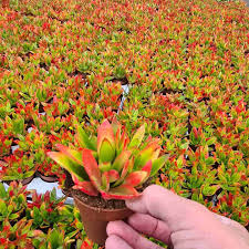 Image result for Crassula capitella