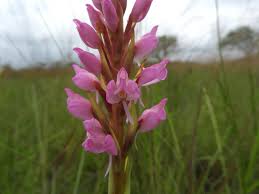 Image result for Disa welwitschii