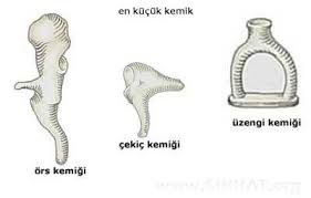 Vucudumuzdaki En Kucuk Kemik Insan Vucudunda Bircok Kemik Bulunmaktadir Ve Bunlarin Hepsi Ayni Ebatlarda Degil Tabi Ki Insan Vu Kas Sistemi Kemik Insan Vucudu