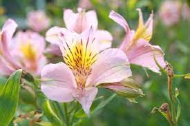 The article discusses of the many symbols of relationship between people all over the world and cultures. Meaning This Flower Symbolizes Friendship Affection And Devotion And Therefore Is Suitable As A Gift Amon Beautiful Flowers Flower Meanings Peruvian Lilies