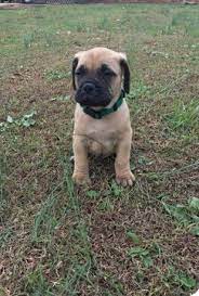 Pin On Puppies For Sale