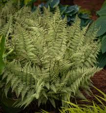 Image result for Athyrium
