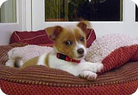 Maybe you would like to learn more about one of these? Jack Russell Pomeranian Mix Puppies