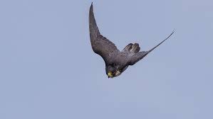 Wanderfalken erreichen bis zu 360 km/h. Bis Zu 400 Km H Kann Er Fliegen Der Schnellste Vogel Der Welt Der Wanderfalke Pinzgau