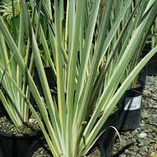 Image result for Dietes