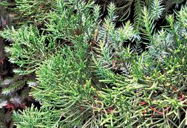 タウンニュース