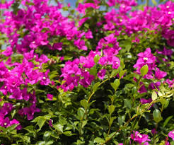 It is native to eastern south america, found from brazil, west to peru, and south to southern argentina. Bougainvillea Tips For Growing This Flowering Climber Australian House And Garden