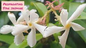 Plant jasmine in porous material as well as bark, peat, and other soil that drains well. Propagating Star Jasmine Cuttings In Water Confederate Jasmine With Results Free Plants Uk Youtube