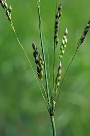 Image result for Melinis effusa