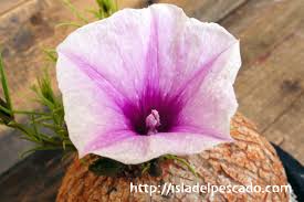 Image result for Ipomoea welwitschii
