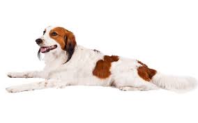 Nederlandse kooikerhondjes (sometimes simply referred to as kooikerhondjes) are members of the sporting group. Nederlandse Kooikerhondje Dog Breed Origin Behavior Trainability Facts Puppy Price Color Health