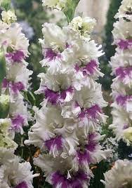 Pin On Field Of Dreams Flowers