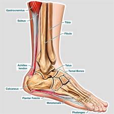 Bodypartchart Cross Section Of The Foot Labeled