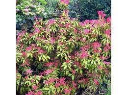 Image result for Pieris japonský obrázek