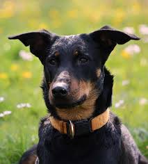 German shepherd mix hartford county, enfield, ct id: German Shepherd Mix 25 Popular Mix Breed Dogs And 6 Unusual Ones