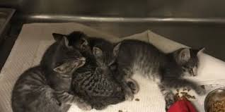 Pacc Rabies Confirmed In Kittens Attacked By Skunk Near Amado