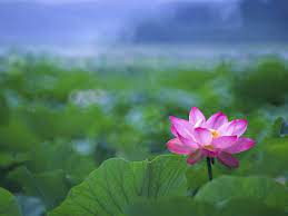 ~lotus~ the lotus flower, fully grounded in earth, yet aspiring towards the divine. Japanese Lotus Wallpapers Top Free Japanese Lotus Backgrounds Wallpaperaccess