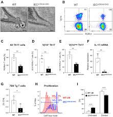 Intestinal cell lines have been used to determine effects of hmos on cell lines in continuous culture are prone to variation due to clonal selection, genetic instability and cellular senescence. Endocytosis Of Commensal Antigens By Intestinal Epithelial Cells Regulates Mucosal T Cell Homeostasis Science