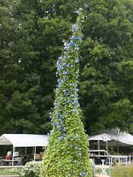 Ipomoea Tricolor Morning Glory World Of Flowering Plants Morning Glory Planting Flowers Perennials