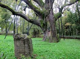 Dąb bartek (gc3n4p6) was created by klub gaja on 5/11/2012. Krol Polskich Drzew Dab Bartek Nasze Miasto